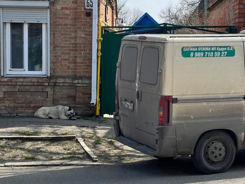 В Ейске прошла операция по отлову бродячих собак