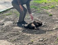 В Ейске прошла операция по отлову бродячих собак
