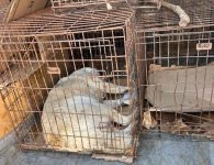 В Ейске прошла операция по отлову бродячих собак
