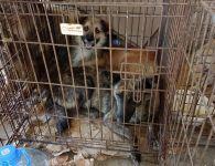 В Ейском районе завершился плановый отлов бездомных животных