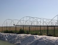 В пос. Моревка собрали тонну малины