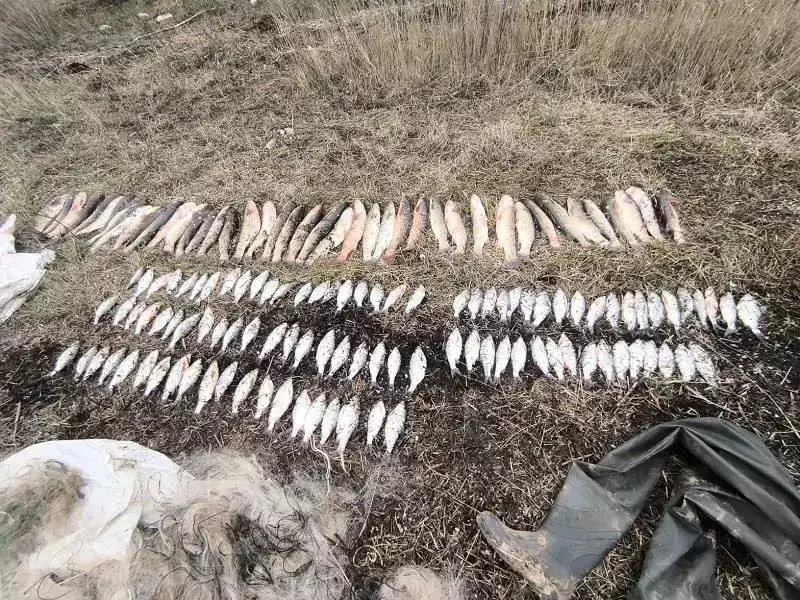 В Щербиновском районе браконьер незаконно выловил больше 140 рыб