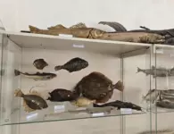 В станице Должанской оценили обновление краеведческого музея