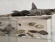 В станице Должанской оценили обновление краеведческого музея