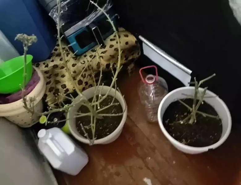 Ейчанина будут судить за изготовление и хранение марихуаны